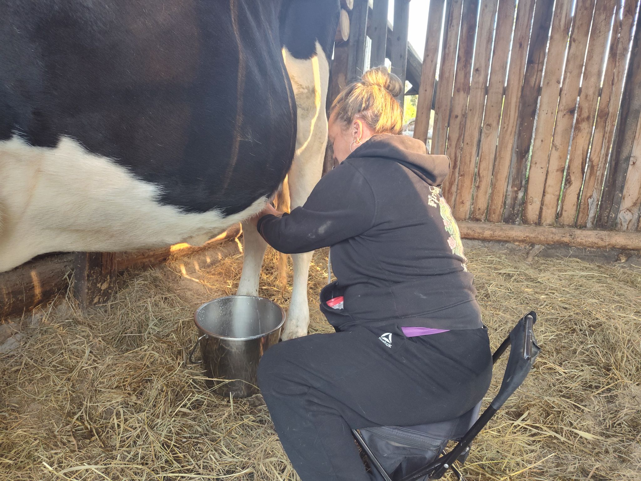 Milking the Cow